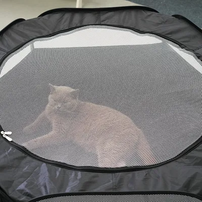 Cat relaxing inside the tent