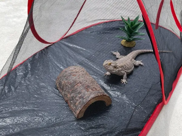 2-in-1 Modular Design