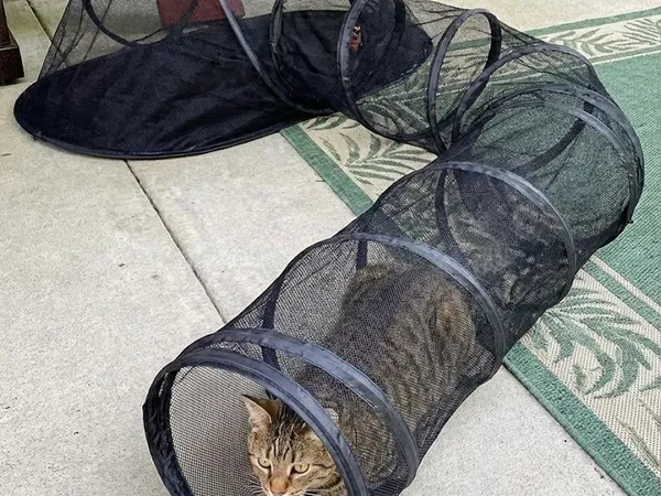 Cat enjoying the tent and tunnel